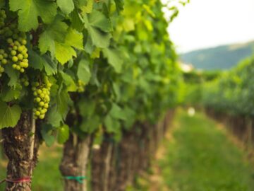 Douglas Jacobsohn learns the vine art of viticulture - Busi Jacobsohn