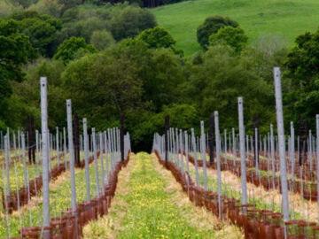 Planting the Vineyard - Busi Jacobsohn