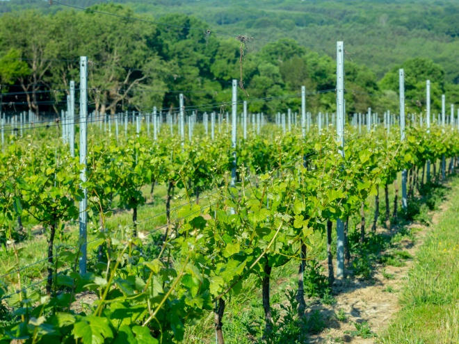 Busi Jacobsohn - Busi Jacobsohn